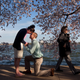FILE - This April 10, 2014 shows a woman walking past as Steven Paska, 26, center, of Arlington, Va., asks his girlfriend of two years Jessica Deegan, 27, to marry him as cherry blossom trees in peak bloom line the tidal basin with the Jefferson Memorial in the background in Washington. Deegan said yes to the surprise marriage proposal. Societys actual gender roles are shifting, with women making up more breadwinners than ever before and more likely than men to earn a college degree. But when it comes to dating, Americans attitudes toward money and gender roles hew to the traditional and sometimes conflict, according to a new Associated Press-WE tv poll. Seven in 10 in the survey say its unacceptable to expect a date to pay for everything, but most say its still a mans job to pay for a first date. (AP Photo/Jacquelyn Martin, File)